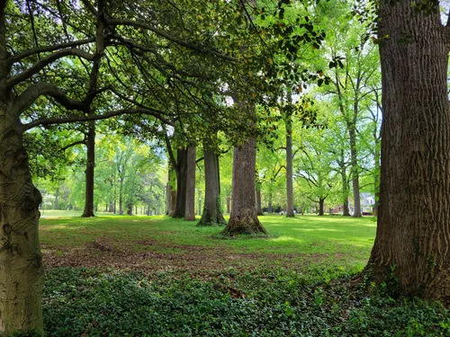 Tall mature trees frame an open lawn near the carillon