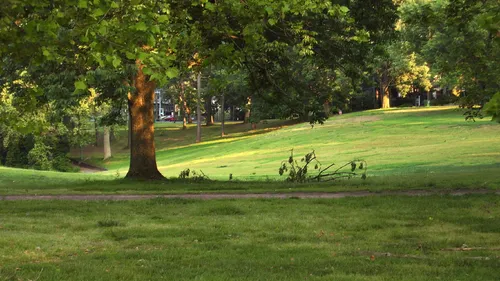 Large trees shade a gentle grassy slope near Forest Hill Avenue