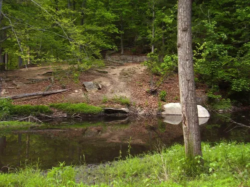 Reedy Creek winds through the forested park