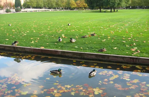 Ducks around the autumn-touched pond with fallen leaves
