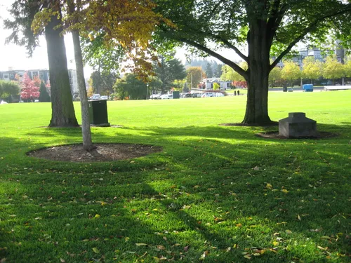 Shaded green lawn area with trees casting afternoon shadows