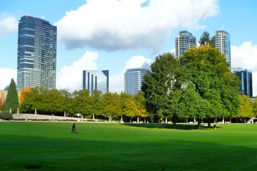Lush tree canopy with Bellevue's skyline behind