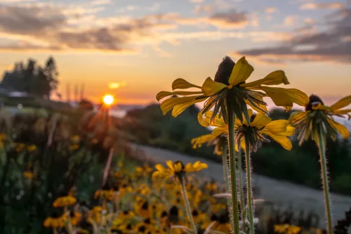 Yellow wildflowers in Harborview Park catch the warm light of a sunset