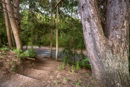 Towering trees create a forest canopy