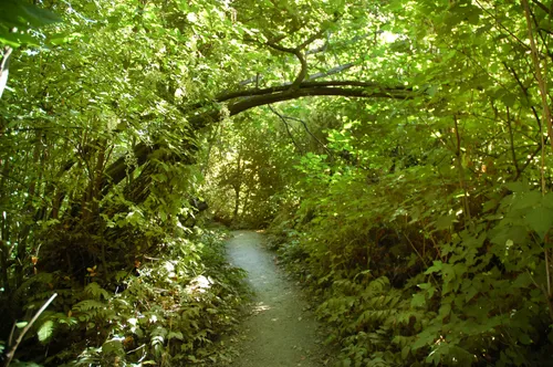 Hiking path through dense foliage