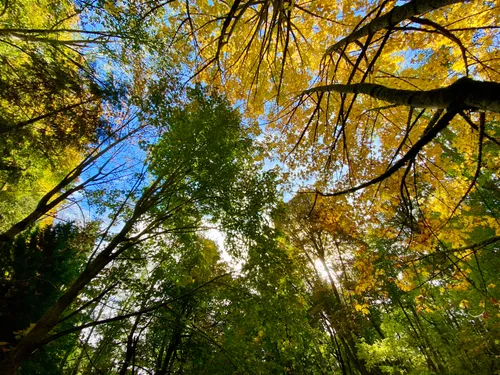 Looking up at golden autumn leaves against blue sky