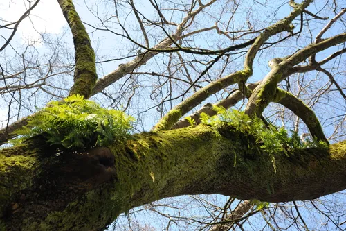 A massive moss-covered tree branch