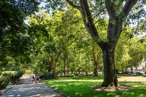 Shaded walkway beneath mature trees on a sunny day