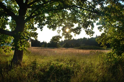 Meadow grasses sway under the shade of oak trees