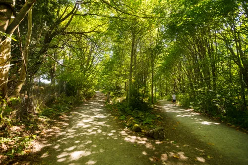 The lush forest canopy provides shade on a summer day