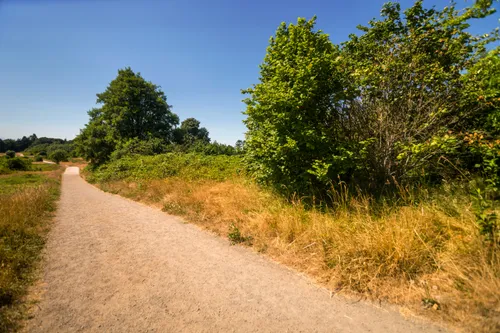 Wide pathway cutting through the park's summer landscape
