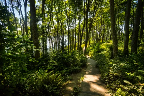 The trail descends through dense northwestern woodland