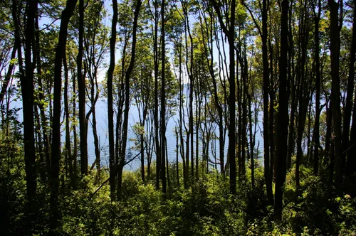 Glimpses of Puget Sound beyond the trees