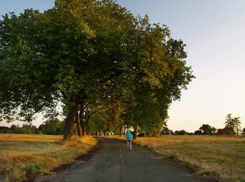 Cyclist on a pathway through golden fields