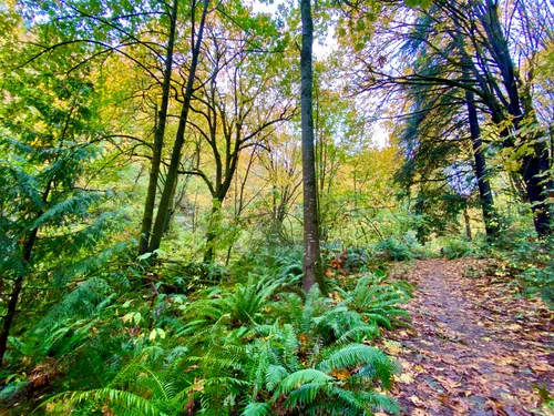 Hiking trail winds through the dense forest