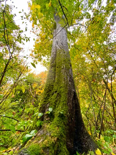 Towering tree reaches for the sky