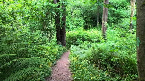Narrow hiking path through green fern undergrowth