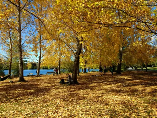 Golden fall foliage covers the ground