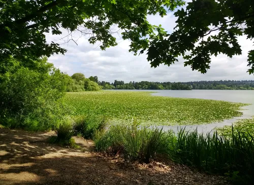 Shaded viewpoint overlooking Green Lake's shoreline