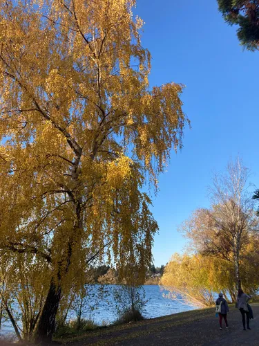 Tall tree against the blue sky with lake view
