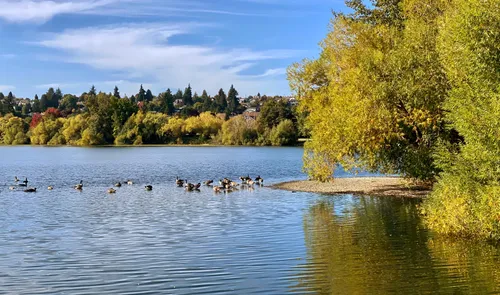 Waterfowl gather near the shore