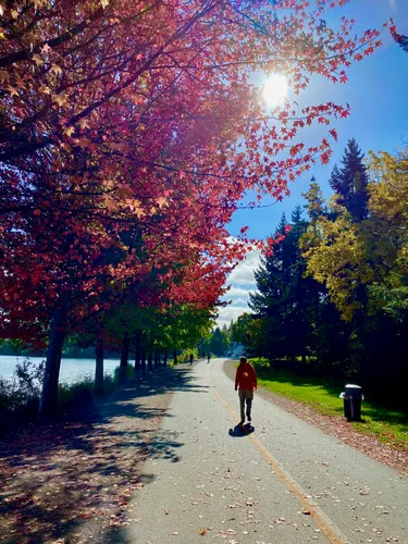 Walking path through vibrant fall foliage