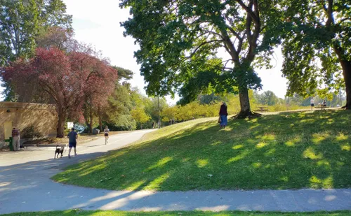 Trees casting shadows onto the grassy hillside