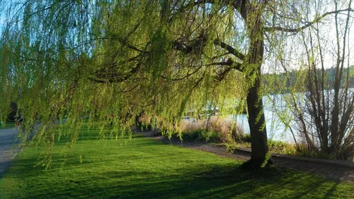 Weeping willow drapes gracefully over the water's edge