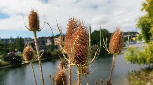 Dried teasel plants with Lake Union visible behind