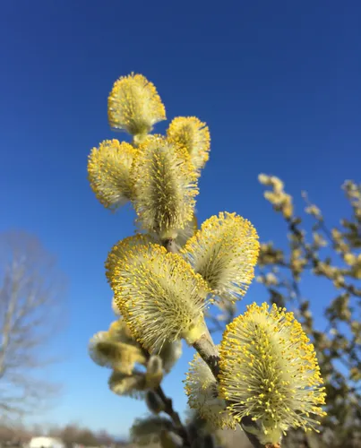 Fuzzy yellow catkins bloom against a clear Seattle sky