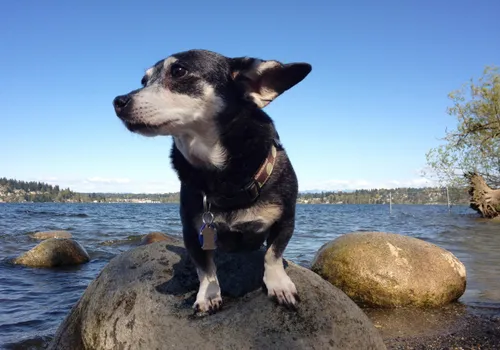 A dog sits on the rocks at Dog Beach with Lake Washington behind