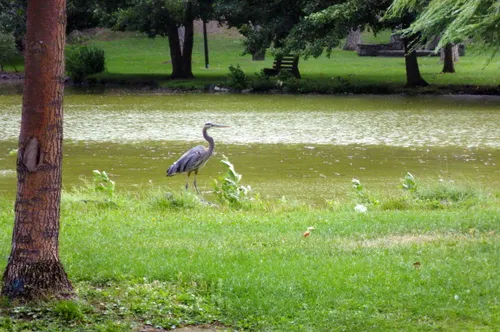 A heron wades near the pond