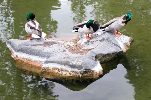 Mallard ducks rest on a rock formation in shallow water