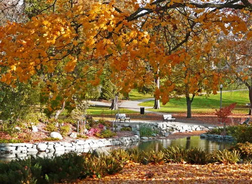 Vibrant foliage on a sunny autumn day
