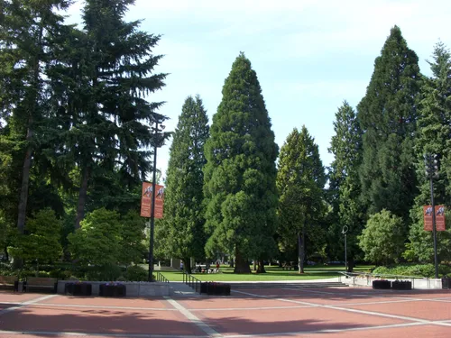 A view of the park and its tall conifers from the brick plaza
