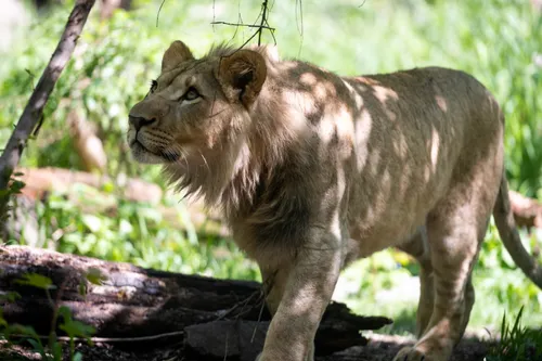 A lion at the free-admission Henry Vilas Zoo