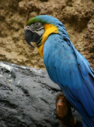 A blue and gold macaw perches on a branch at Henry Vilas Zoo
