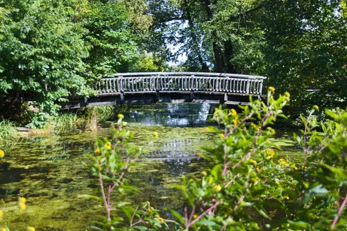 Bridge across pond with aquatic plants