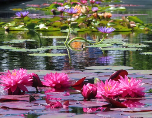 Vibrant pink water lilies bloom on the pond surface