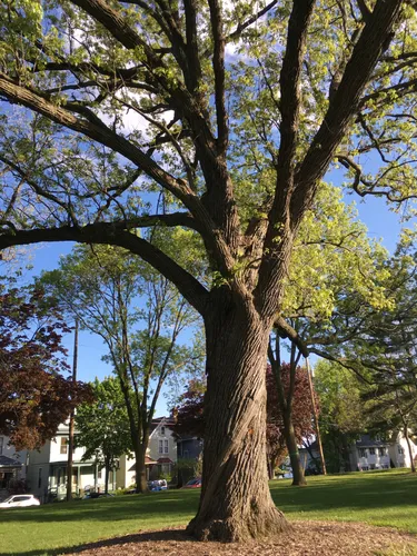 Mature trees provide shade throughout the park