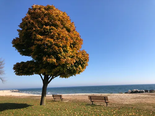 An autumn tree with orange foliage overlooks Lake Michigan at McKinley Park