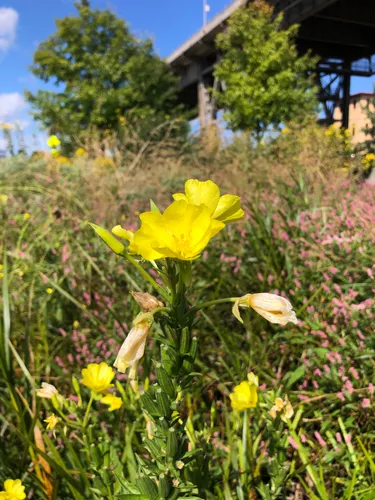 A bright yellow evening primrose blooms among prairie grasses