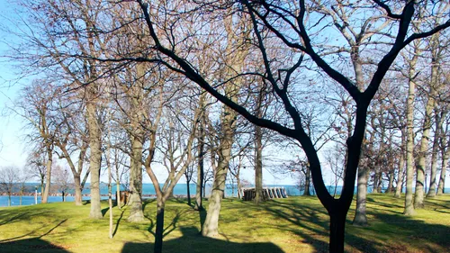 Trees on the grassy area near the shore